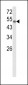 CYP8A1 Antibody (C-term)