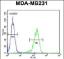 YWHAZ Antibody (Center)