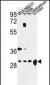 YWHAZ Antibody (Center)