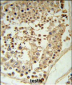 GAPDHS Antibody (Center)