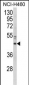 GAPDHS Antibody (Center)