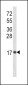 IL8 Antibody (C-term)