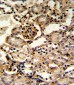 GMPS Antibody (Center)