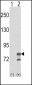 GMPS Antibody (Center)