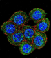 PTK2 Antibody (C-term)