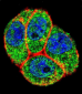 PTK2 Antibody (Center)