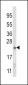 NQO2 Antibody (Center)