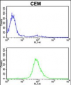 MPZ Antibody (C-term)