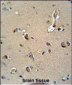 MPZ Antibody (C-term)