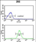 CAT Antibody (Center)