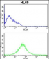KLRC2 Antibody (N-term)