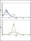 ADIPOR1 Antibody (C-term)