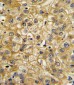 ADIPOR1 Antibody (C-term)