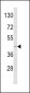 ADIPOR1 Antibody (C-term)