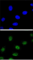 AP8635c-ESRRA-Antibody-Center