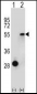 ESRRA Antibody (Center)