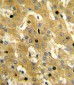 SCP2 Antibody (Center)