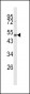 CYP24A1 Antibody (C-term)