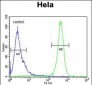 Beclin1-BH3 Domain Antibody