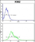 ICAM1 Antibody (C-term)