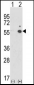 ICAM1 Antibody (C-term)