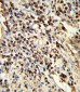 PSMA7 Antibody (Center)