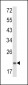 PSMA7 Antibody (Center)