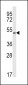 KMO Antibody (Center)