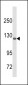 DSC1 Antibody (C-term)