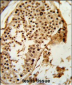 PARD3 Antibody (C-term)