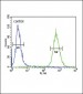 GDNF Antibody (N-term)