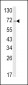 ATF6 Antibody (Center)