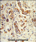 NCF1C Antibody (C-term)