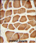 PECI Antibody (C-term)