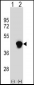 PECI Antibody (C-term)