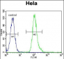 VIME Antibody