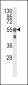 VIME Antibody