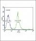 SNAI Antibody