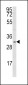 SNAI Antibody