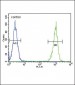 LTF Antibody