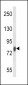 LTF Antibody