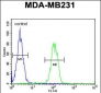 EGLN2 Antibody (Center)