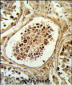 EGLN2 Antibody (Center)