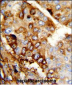 DERL2 Antibody (C-term)
