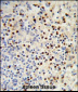 MDFIC Antibody (N-term)