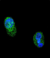 HNF1A Antibody (Center)