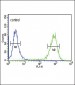 MC3R Antibody (Center)