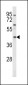 MC3R Antibody (Center)