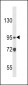 CARD4 Antibody (C-term)