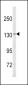 SREBF1 Antibody (Center)